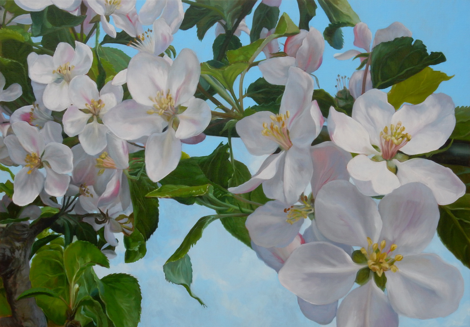 Appelbloesem blauwe lucht